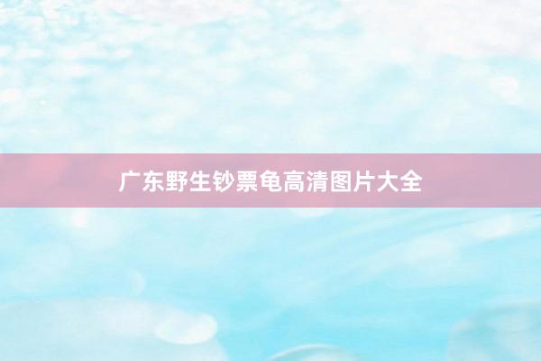 广东野生钞票龟高清图片大全